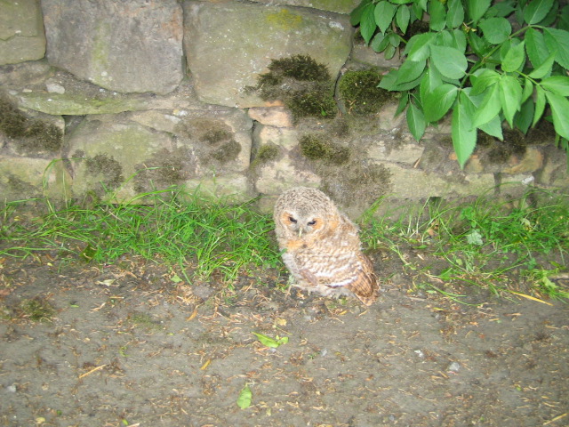 View of a baby owl sitting on the lane leading to Cornhills farmhouse.